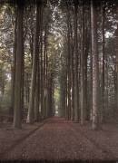 Parc de Gaasbeek, allée (anonymous) - Muzeo.com
