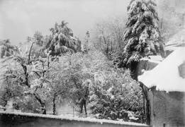 [Sapins enneigés] (anonymous) - Muzeo.com