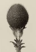 Thorned bulbous plant (Karl Blossfeldt) - Muzeo.com