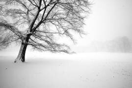 Arbre solitaire à Central Park (Guilherme Pontes) - Muzeo.com