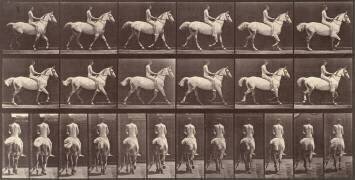 Cheval blanc au pas (Eadweard Muybridge) - Muzeo.com