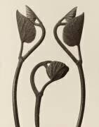 Tiges et feuilles d'Aristolochia (Karl Blossfeldt) - Muzeo.com