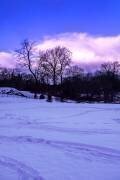 Violet Central Park Hiver Nº2 (Guilherme Pontes) - Muzeo.com
