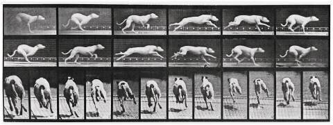 Album sur la décomposition du mouvement, Animal Locomotion: chien (Eadweard Muybridge) - Muzeo.com