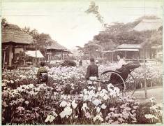Iris garden in Tokyo (Felice Beato) - Muzeo.com