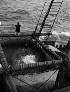 Passengers on the S.S. Doric (Waldemar Abegg) - Muzeo.com
