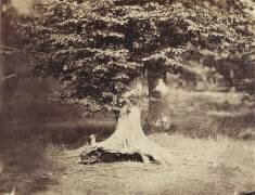 The Beech Tree (Gustave Le Gray) - Muzeo.com