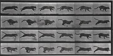 Album sur la décomposition du mouvement: chat (Eadweard Muybridge) - Muzeo.com