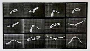 Animal Locomotion : Bird in flight (Eadweard Muybridge) - Muzeo.com