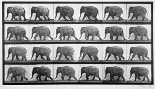 Animal Locomotion : Elephant walking (Eadweard Muybridge) - Muzeo.com