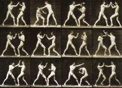 Animal Locomotion : Two men boxing (Eadweard Muybridge) - Muzeo.com