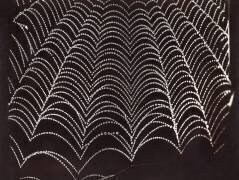 Dew on a spider's web (Wilson Bentley) - Muzeo.com