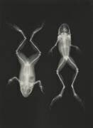 Diagnostic Radiology, X-rays  X-ray of two frogs (Josef Maria Eder) - Muzeo.com