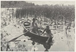 Gathering Water Lilies (Peter Henry Emerson) - Muzeo.com