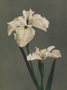 Iris Kaempfer (Ogawa Kazumasa) - Muzeo.com