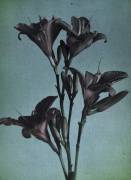 Lilies (anonymous) - Muzeo.com