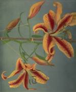 Lily (Ogawa Kazumasa) - Muzeo.com