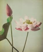 Lotus (Ogawa Kazumasa) - Muzeo.com