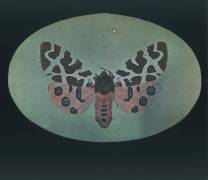 Papillon de nuit tigre (Arthur E. Morton) - Muzeo.com