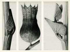 Aristolochia Clematitis (Karl Blossfeldt) - Muzeo.com