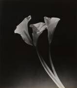 Arums (Dora Maar) - Muzeo.com
