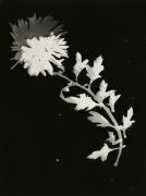 Blume (Laszlo Moholy-Nagy) - Muzeo.com