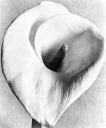 Calla Lily, Mexico City (Tina Modotti) - Muzeo.com
