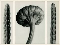Cassiope Tetragona (Karl Blossfeldt) - Muzeo.com