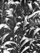 Corn Plants, Mexico (Tina Modotti) - Muzeo.com