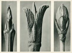 Cornus Brachypoda (Karl Blossfeldt) - Muzeo.com