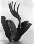 Flor de Manita (Tina Modotti) - Muzeo.com