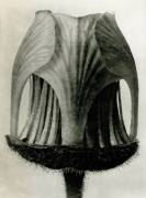 Geum Rivale (Karl Blossfeldt) - Muzeo.com
