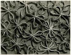Koelpinia Linearis (Karl Blossfeldt) - Muzeo.com