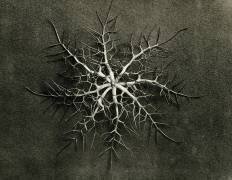 Nigella Damascena (Karl Blossfeldt) - Muzeo.com