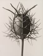 Nigella damascena seed capsule (Karl Blossfeldt) - Muzeo.com