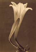 No. 1. (Tina Modotti) - Muzeo.com
