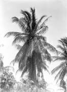 Palm Tree (Tina Modotti) - Muzeo.com