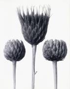 Serratula Nudicaulis (Karl Blossfeldt) - Muzeo.com