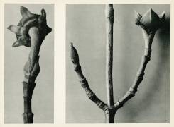 Untitled Study (Karl Blossfeldt) - Muzeo.com