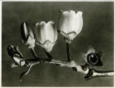 Vaccinium Corymbosum (Karl Blossfeldt) - Muzeo.com