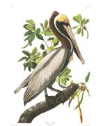 Brown Pelican, Male Adult (John James Audubon) - Muzeo.com