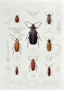 A Collection of Coleoptera found in Chile (French School) - Muzeo.com