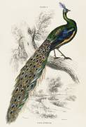 A majestic male peafowl portrait (William Jardine) - Muzeo.com