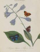 Album Donovan : Histoire naturelle de la Chine : les insectes (Edward Donovan) - Muzeo.com