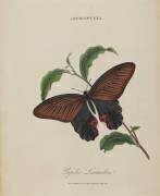 Album Donovan : Histoire naturelle de la Chine : les insectes (Edward Donovan) - Muzeo.com