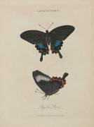 Album Donovan : Histoire naturelle de la Chine : les insectes (Edward Donovan) - Muzeo.com