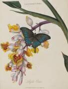 Album Donovan : Histoire naturelle de la Chine : les insectes (Edward Donovan) - Muzeo.com