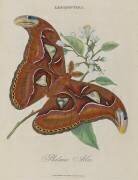 Album Donovan : Histoire naturelle de la Chine : les insectes (Edward Donovan) - Muzeo.com