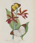 Album Donovan : Histoire naturelle de la Chine : les insectes (Edward Donovan) - Muzeo.com