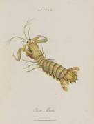 Album Donovan : Histoire naturelle de la Chine : les insectes (Edward Donovan) - Muzeo.com